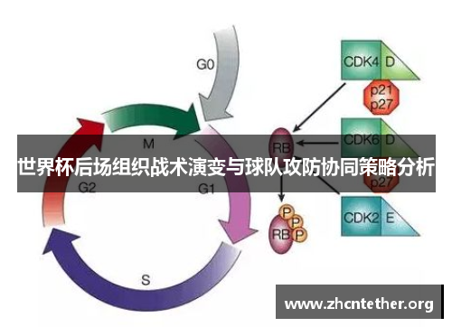 世界杯后场组织战术演变与球队攻防协同策略分析